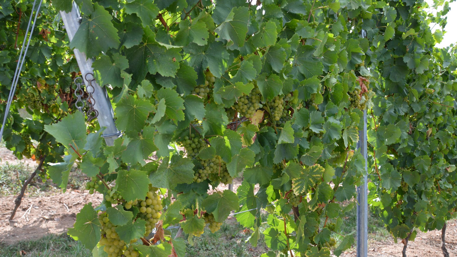 Biebelsheim VG Bad Kreuznach